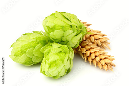 Fresh green hops, ears of barley and wheat grain isolated.