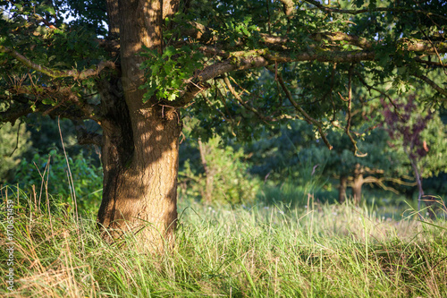 Baum in Abendsonne