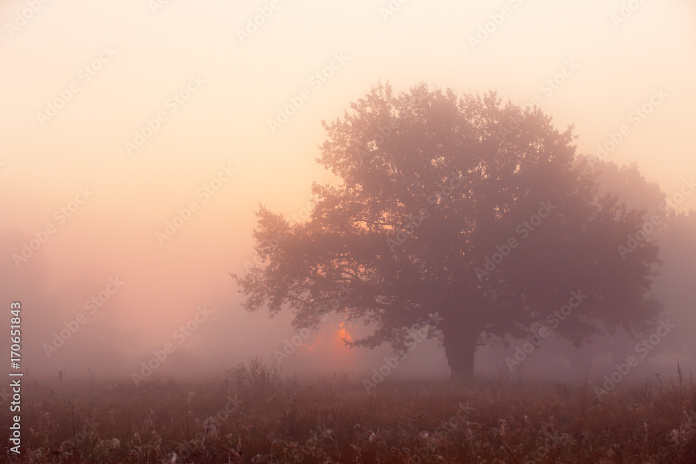 Oak Tree in Meadow at Sunrise, Sunbeams breaking through Morning Fog