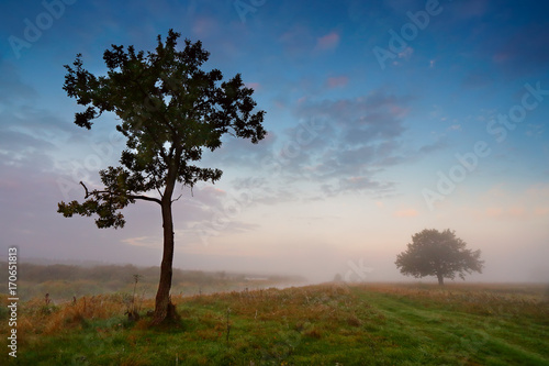 Misty morning on a river. Lone trees on a green meadow © NemanTraveler