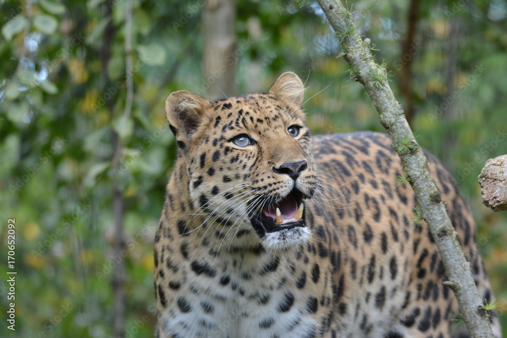Leopard Leopard