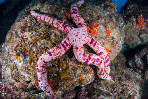 Pink Starfish in Eastern Pacific