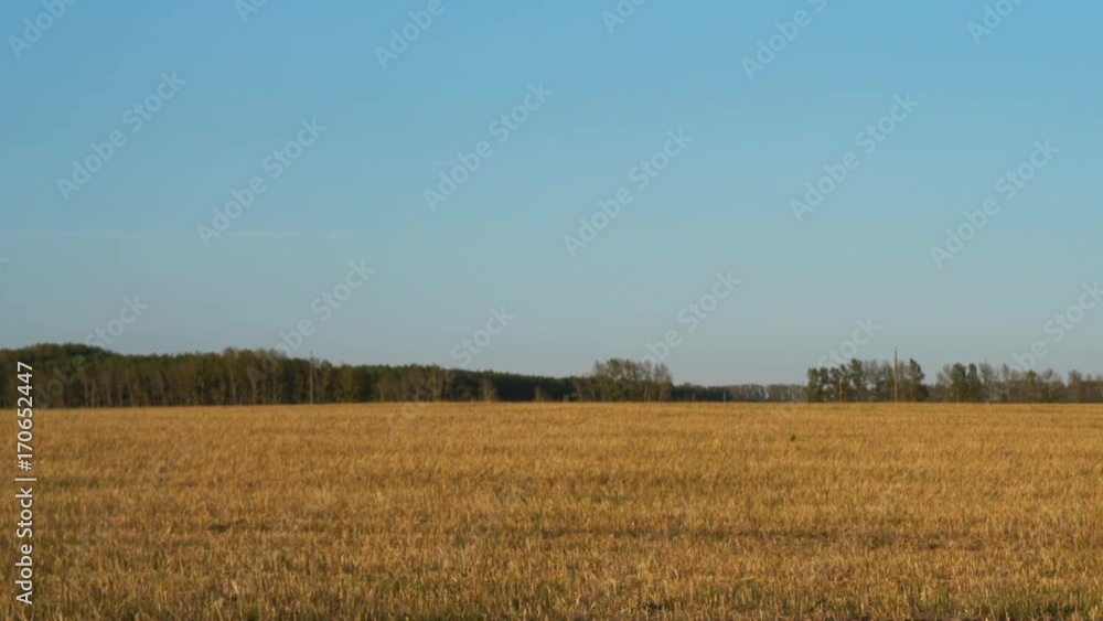 mown wheat field under a blue sky mown wheat field under a blue sky