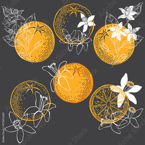 Orange fruit and blossom. Vector illustration of  six different  isolated elements for design. Hand-drawn floral elements on a dark background.