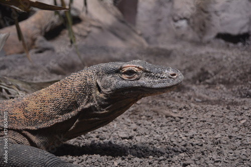 Komodowaran