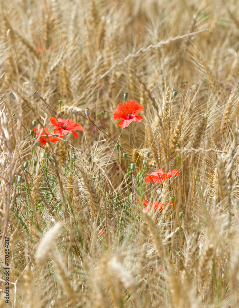 Fototapeta premium Coquelicots dans le blé