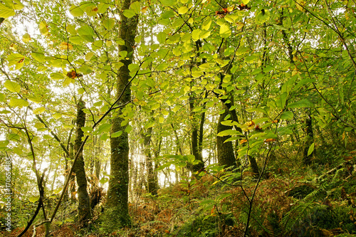 Fototapeta Naklejka Na Ścianę i Meble -  autumn forest with colorful leaves