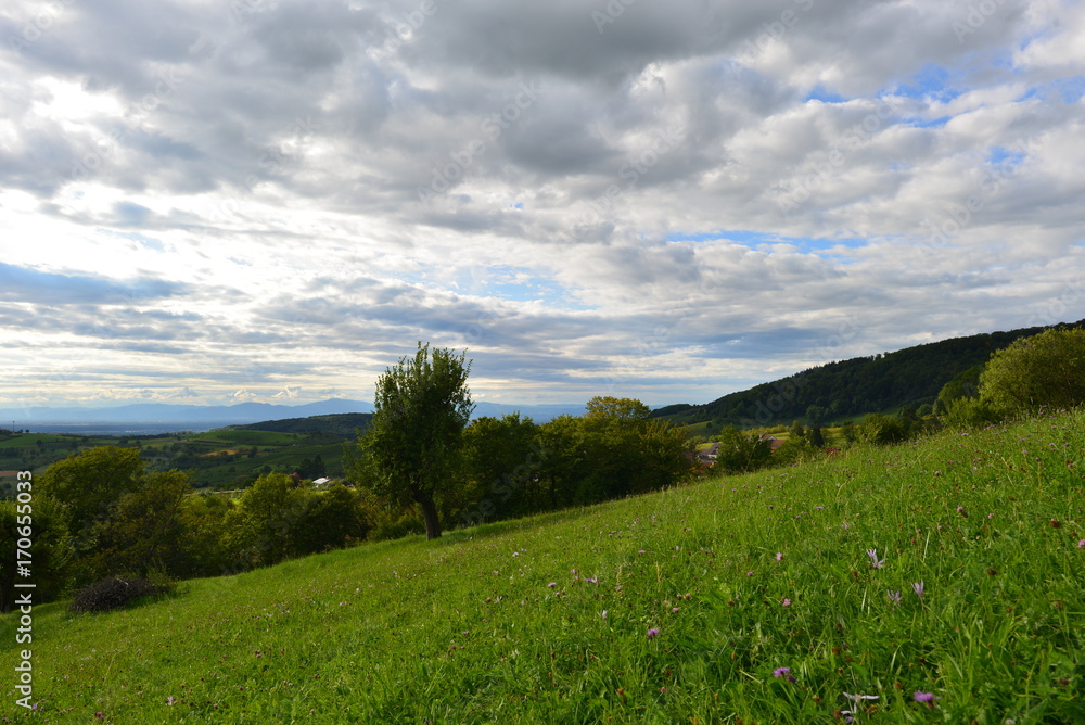 Markgräflerland bei Badenweiler in Baden-Württemberg Markgräflerland bei Badenweiler in Baden-Württemberg