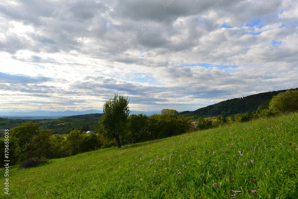 Markgräflerland bei Badenweiler in Baden-Württemberg