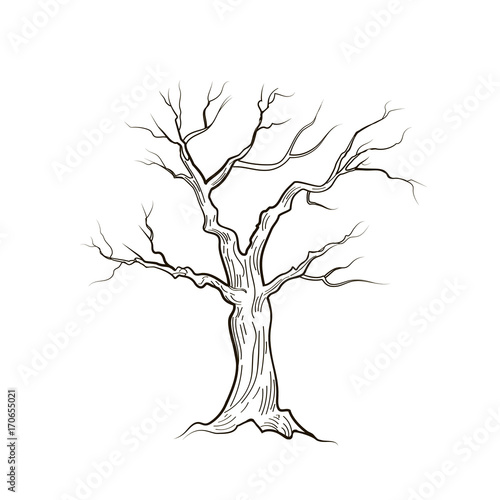 Canvastavla Tree without leaves. Nature sign Floral winter outdoor icon