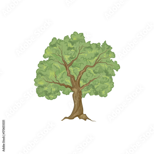 Tree with leaves. Summer nature sign Floral forest icon