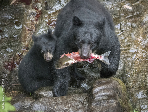 Black Bear Mama and Cub and Fish Dinner photo