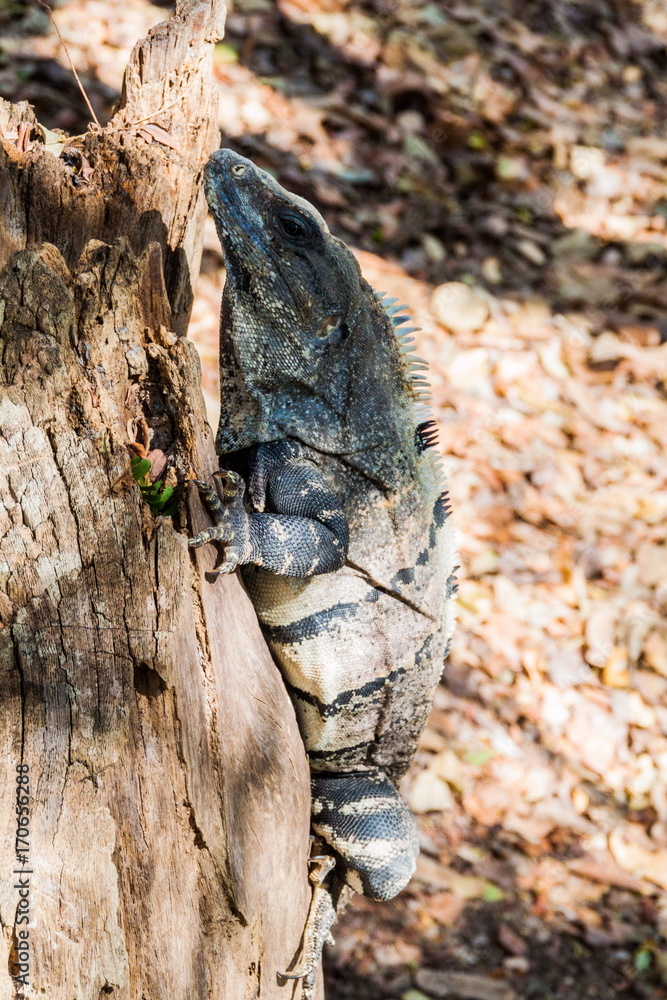 Obraz premium Black Iguana at the Mayan archeological site Chichen Itza, Mexico