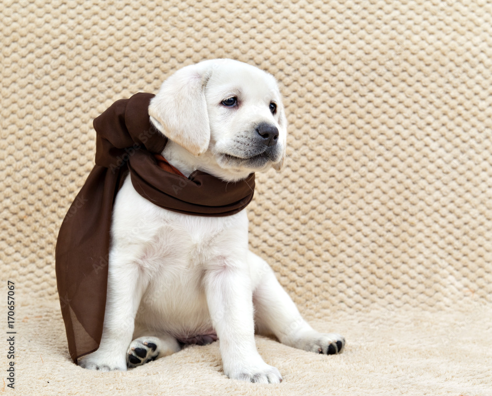 White labrador puppy in a brown scarf White labrador puppy in a brown scarf