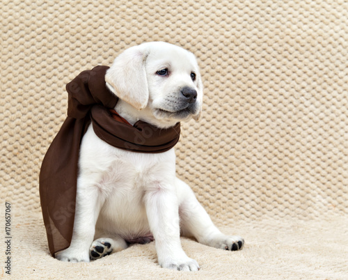 White labrador puppy in a brown scarf