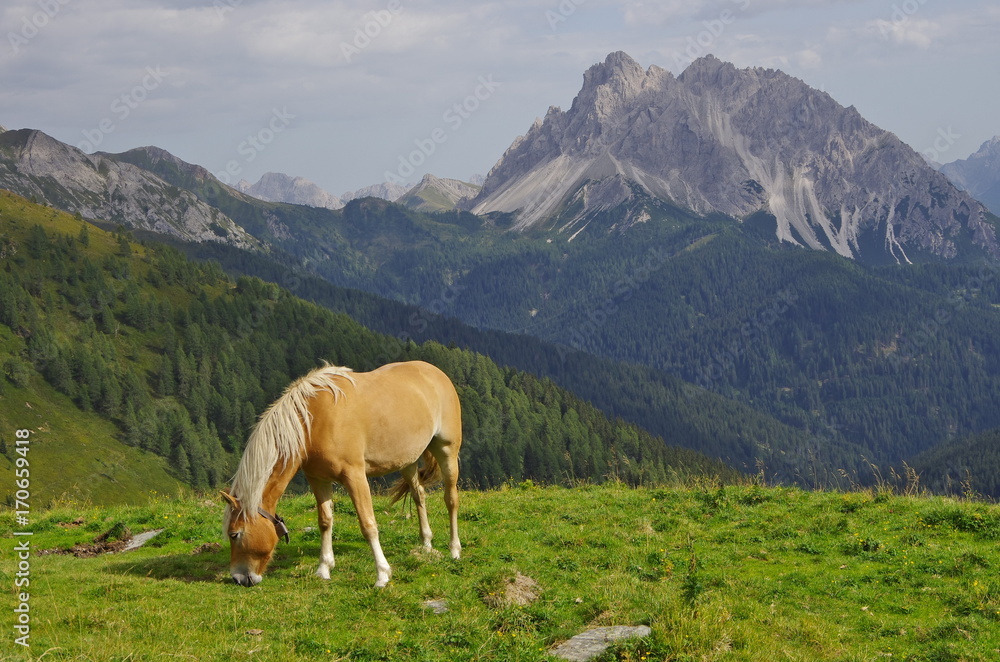 Haflinger horse in the Dolomites