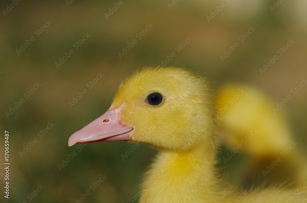 Close up of little ducks