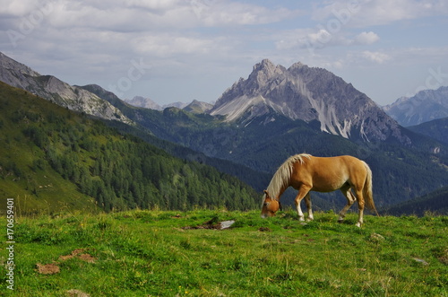 Haflinger horse in the Dolomites