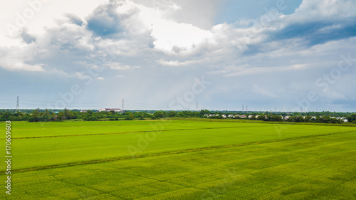 Paddy rice field green grass