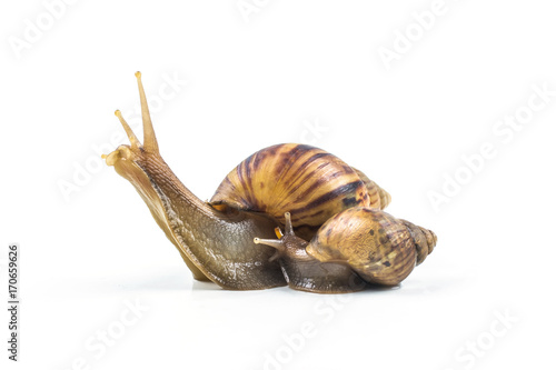 snails on white background  ,Can convey the love of family or Love between mother and child