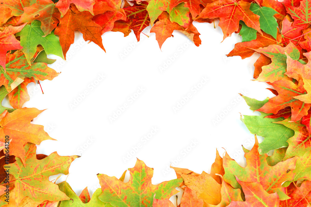 Fototapeta premium colorful autumn maple leaves frame isolated on white background