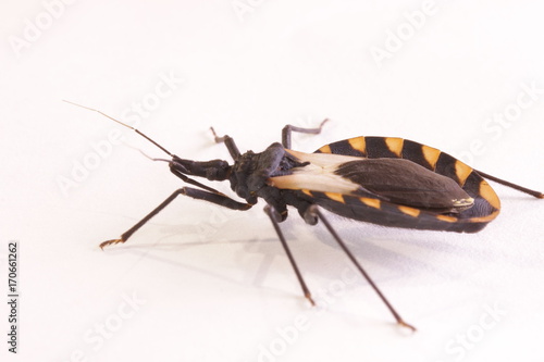Kissing bug chagas disease vector triatomine; human health emerging zoonotic disease