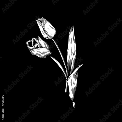Tulip drawing flower nature vector icon on black background