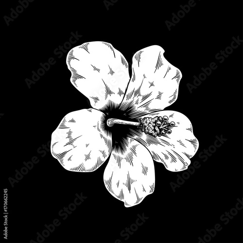 Chinese rose drawing flower nature vector icon on black background photo