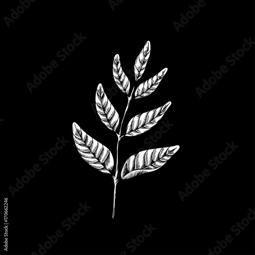 Leaves on branches drawing nature vector icon on black background