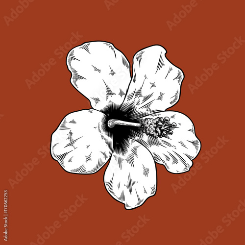 Chinese rose drawing flower nature vector icon on red background