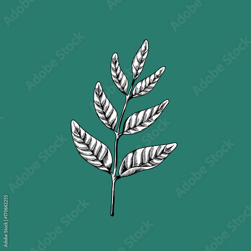 Leaves on branches drawing nature vector icon on green background