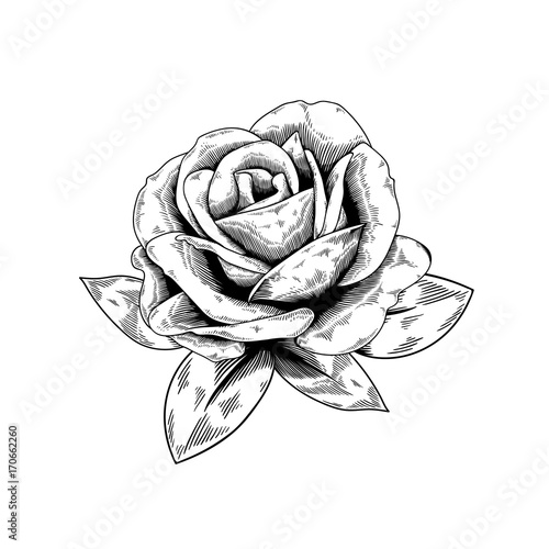 Rose drawing flower nature vector icon on white background