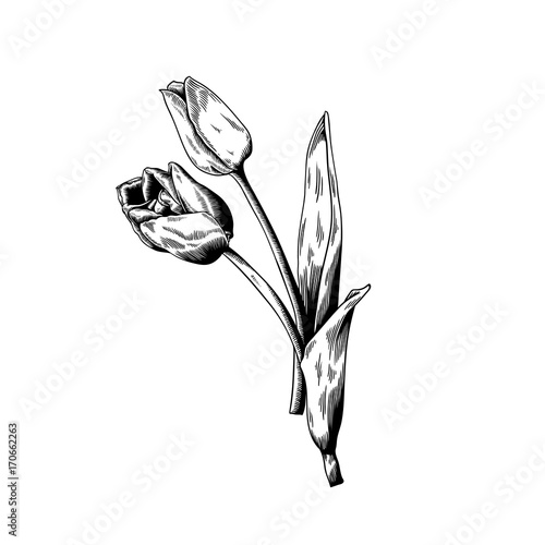Tulip drawing flower nature vector icon on white background