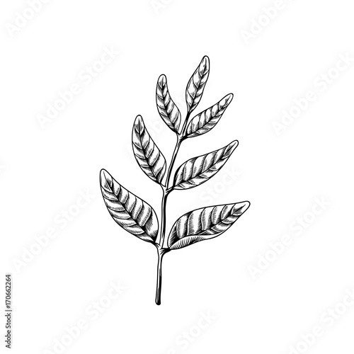 Leaves on branches drawing nature vector icon on white background