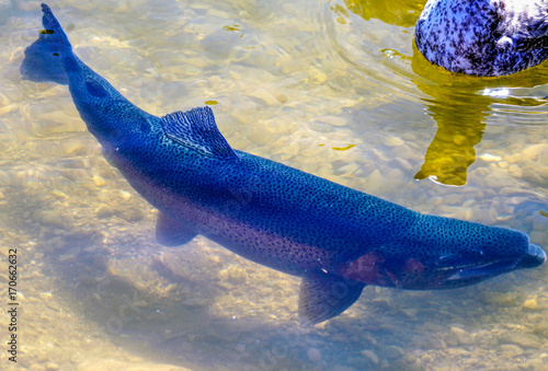 SmartFish