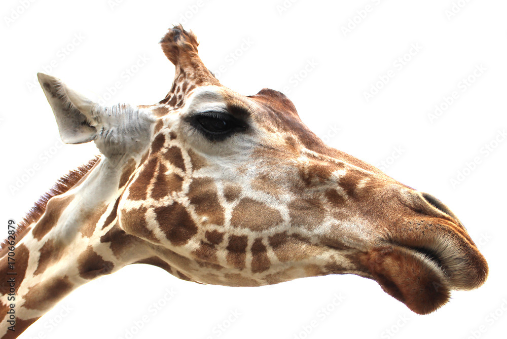 Obraz premium Giraffe portrait on white background