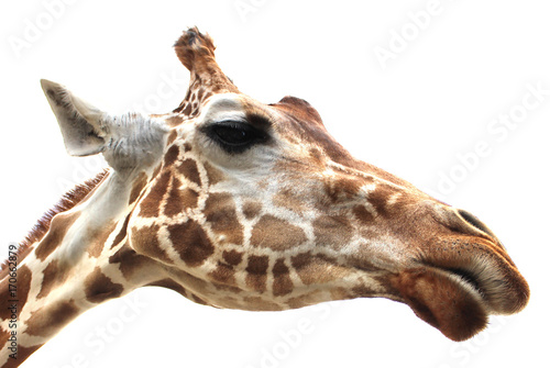 Giraffe portrait on white background