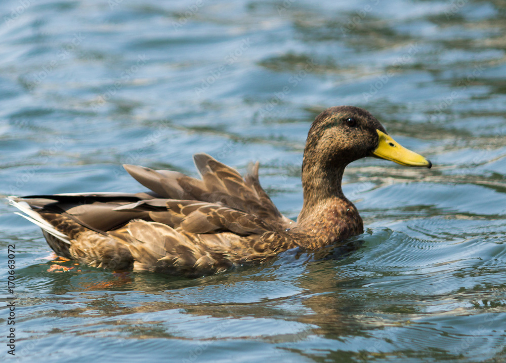 Swimming Duck Swimming Duck