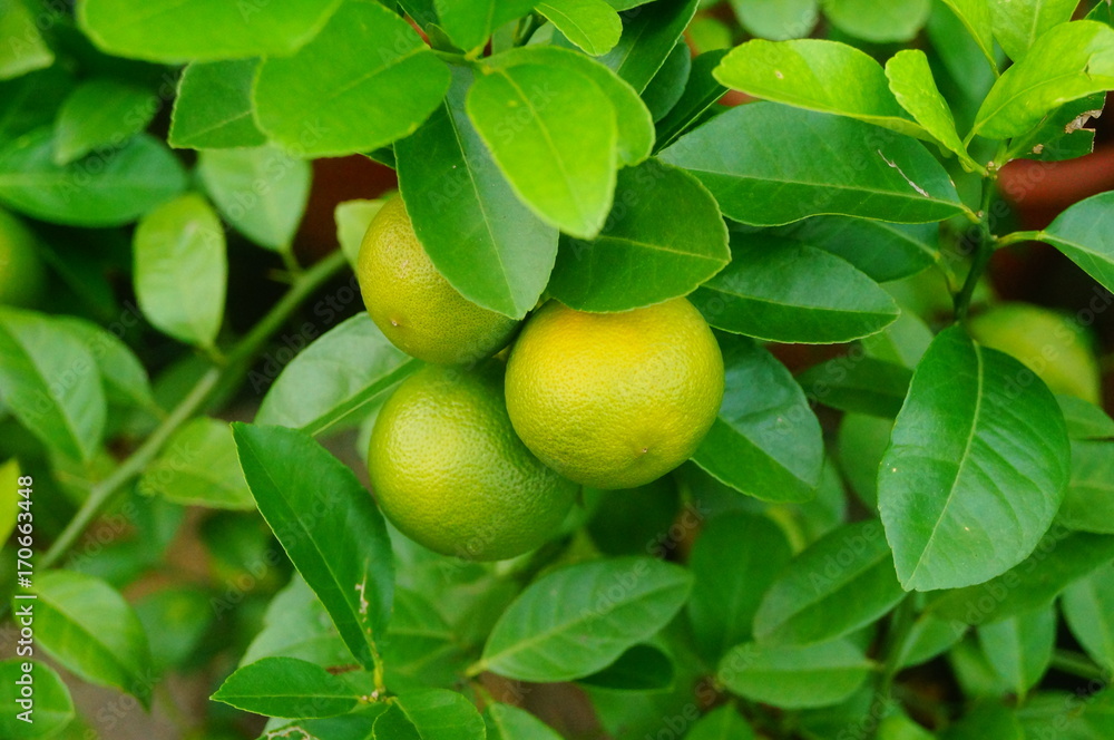 Green lemon fruit growing on a branch Green lemon fruit growing on a branch