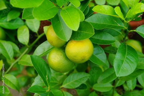 Wallpaper Mural Green lemon fruit growing on a branch Torontodigital.ca