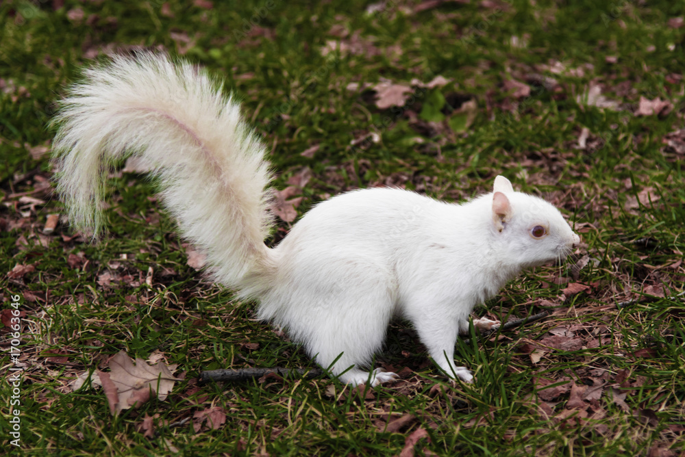 White Squirrel White Squirrel