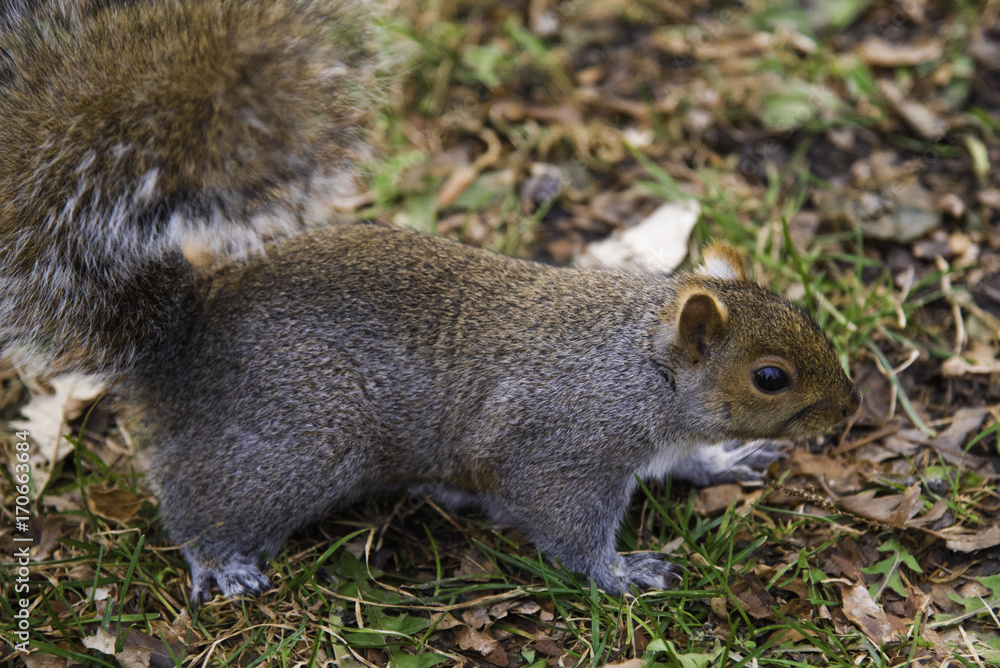Obraz premium Squirrel Closeup