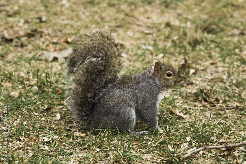 Squirrel Squirrel