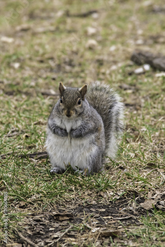 Fat Squirrel