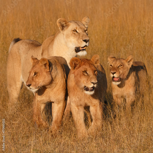 Obraz na plátne Lioness with cubs