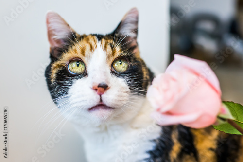 Closeup portrait of curious calico cat smelling pink rose flower with big eyes photo