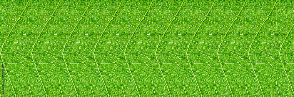 horizontal green leaf texture for pattern and background - obrazy, fototapety, plakaty 