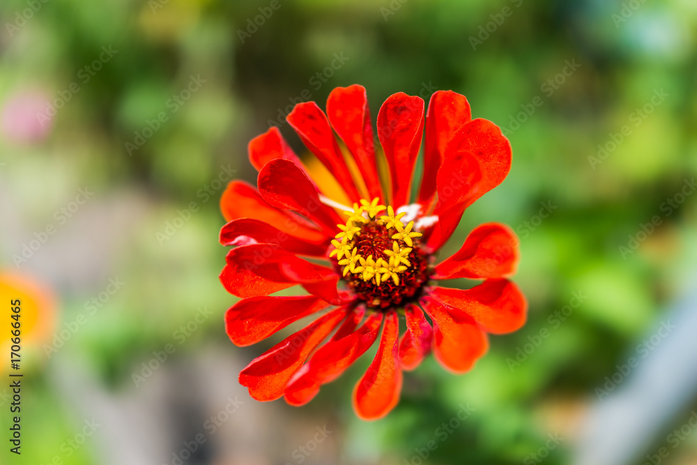 Macro closeup of red zinnia flower with bokeh background of green garden Macro closeup of red zinnia flower with bokeh background of green garden