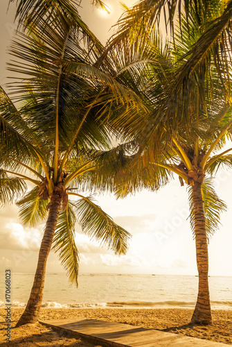 Tropical sky and palm trees by the ocean. Vintage retro colors post processed. Vacation, Caribbean, tropical, travel, and destination wedding concept