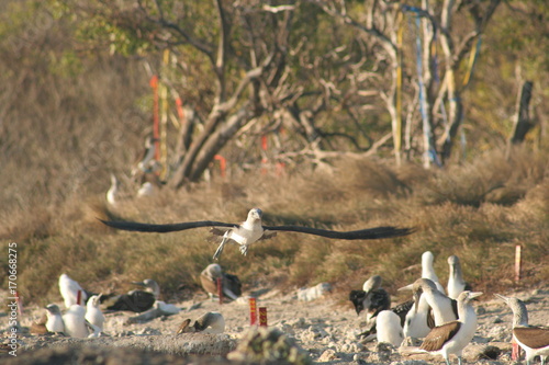 Blue footed boobies flying around Isla Isabel coast close to Mexican Pacific coast photo